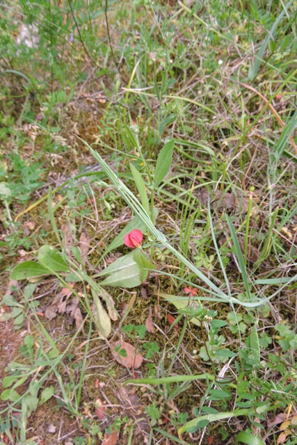 A Red Vetchling
